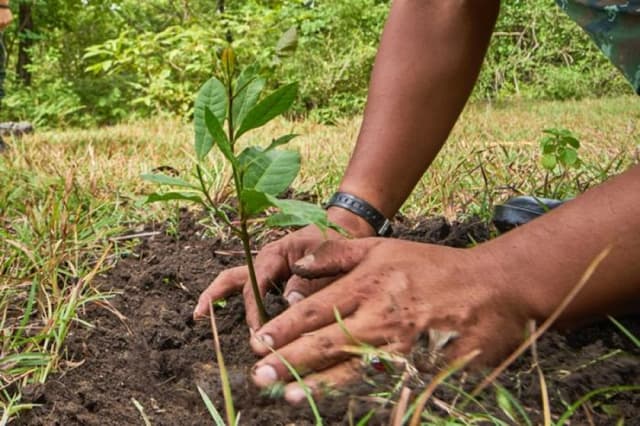 Planta un Árbol en Bosques Chilenos