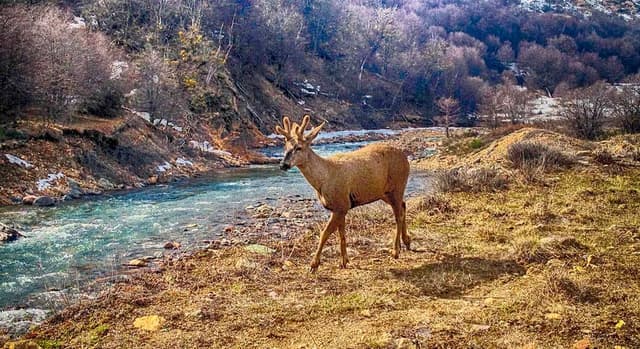Reforestación Hábitat del Huemul Andino