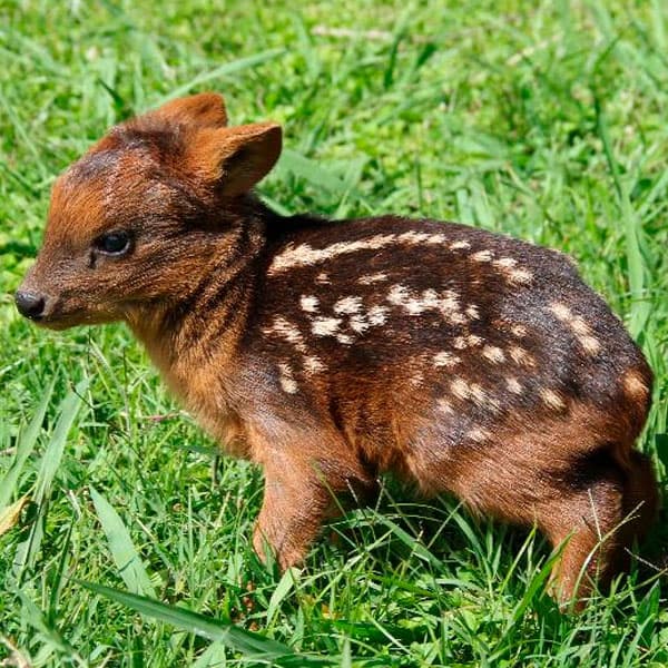 Recuperación del Pudú Pudú en Peligro