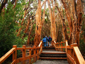 Excursión a Isla Victoria y Bosque de Arrayanes