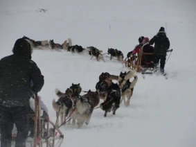 With LATITUR on Ushuaia you can make Aventura Total: Motos, Trineos y Raquetas de Nieve