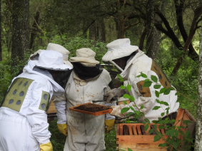 Apiturismo: Experiencia Inolvidable con Abejas