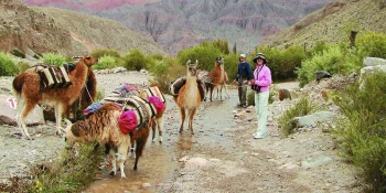 With LATITUR on Purmamarca you can make Caminata con Llamas desde Purmamarca