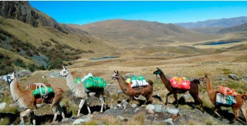 With LATITUR on Olleros you can make Llama Trek: Entre Montañas y Culturas