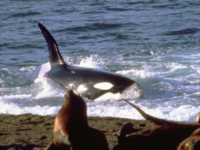 Avistaje de Orcas en Punta Norte y Caleta Valdés
