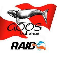 Goos Ballenas Buceo